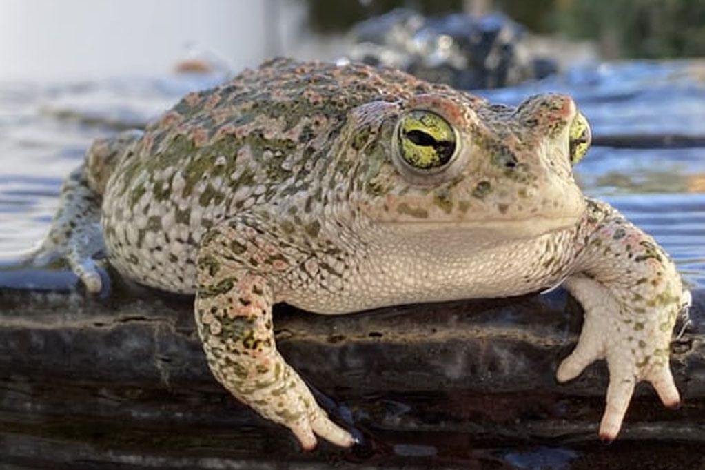 1001 ivanandthefrogprincess johncameron