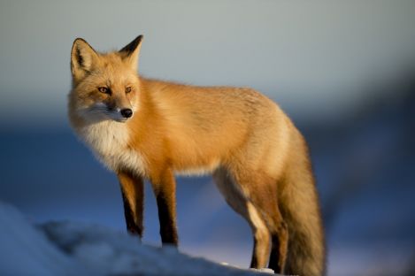 Animals
