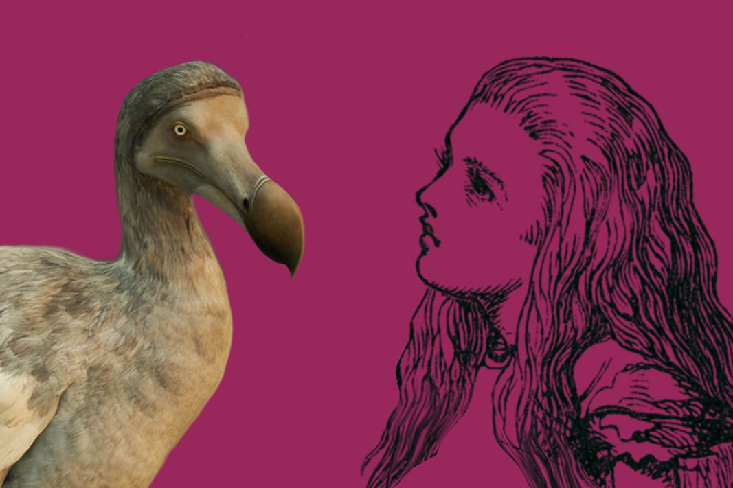 Stuffed dodo with illustration of Alice