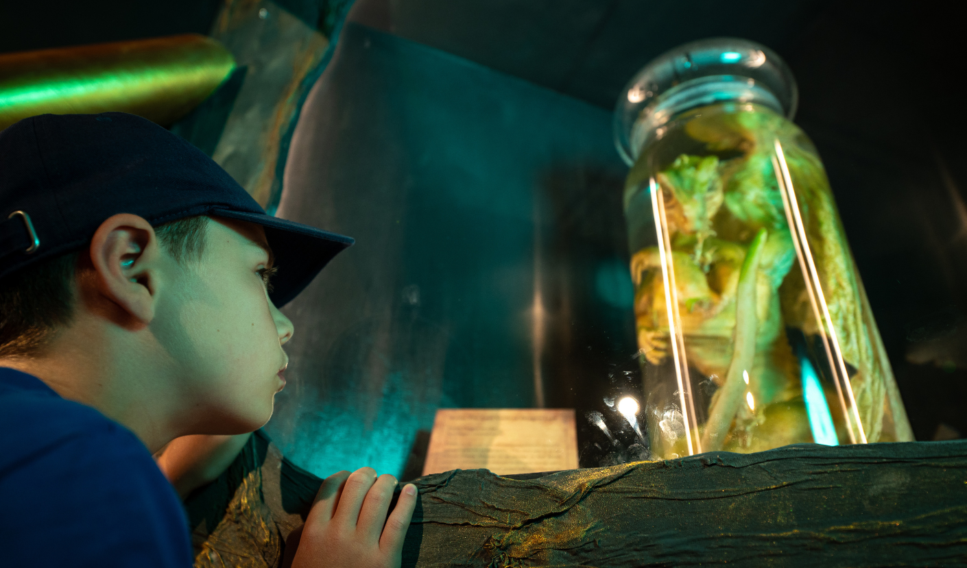Child looking at the dragon in the jar.
